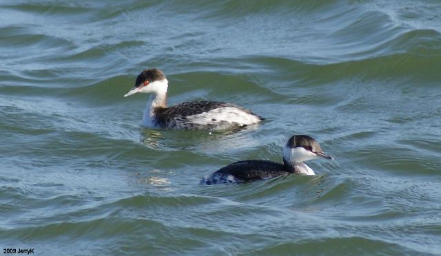 Horned Grebe Horned Grebe